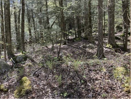 Residential at 0 Burt Hill Rd Parcel 18, Tolland MA 01034, Tolland, photo 2 of 4