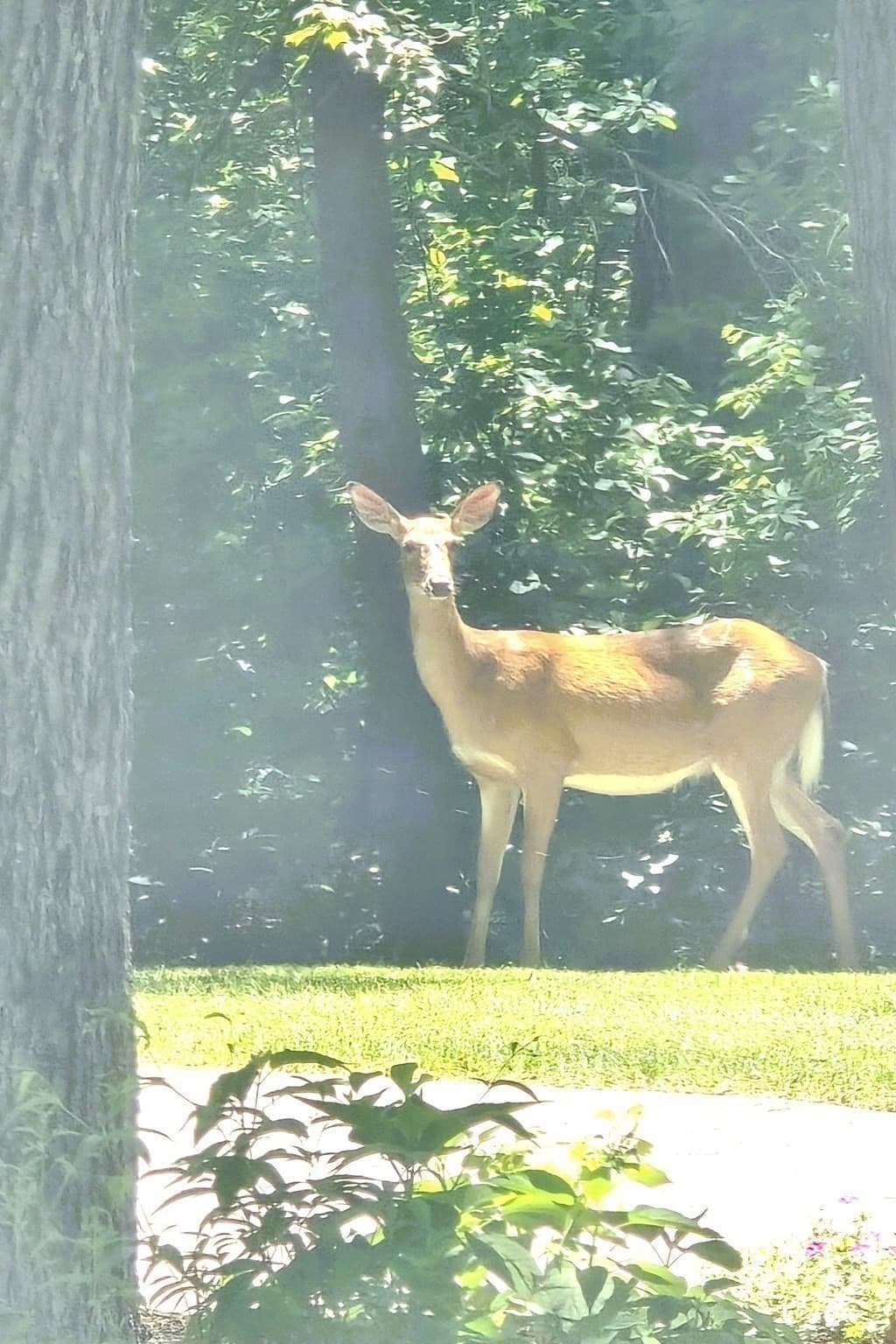Single Family Residence at 10 Wedgewood, Andover MA 01810, Andover, photo 32 of 33