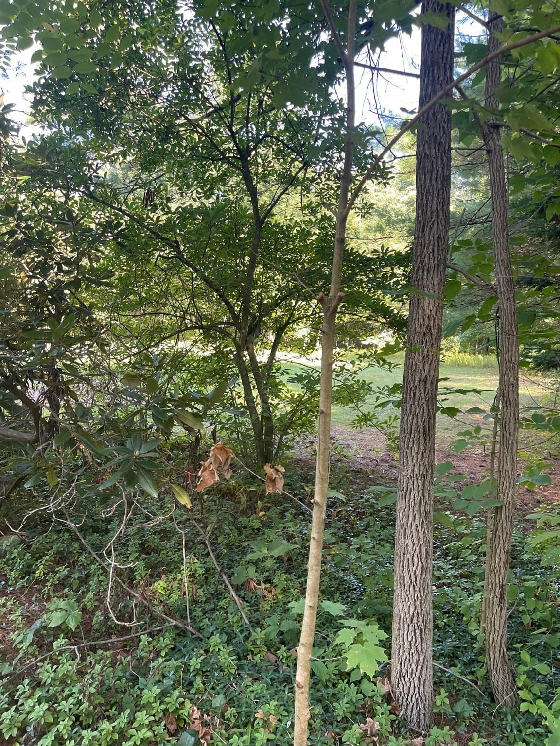 Residential at Lot 3 Old Farm Circle, Belchertown MA 01007, Belchertown, photo 2 of 4