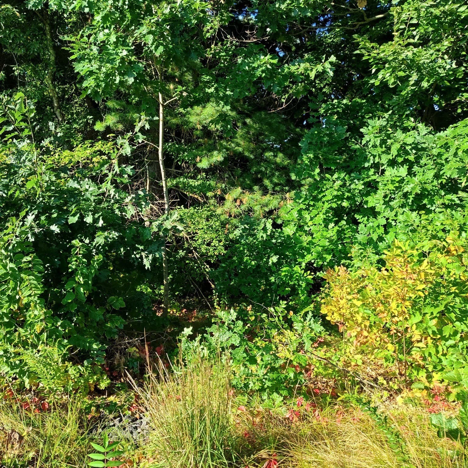 Residential at 0 N Brookfield Rd, East Brookfield MA 01515, East Brookfield, photo 3 of 5