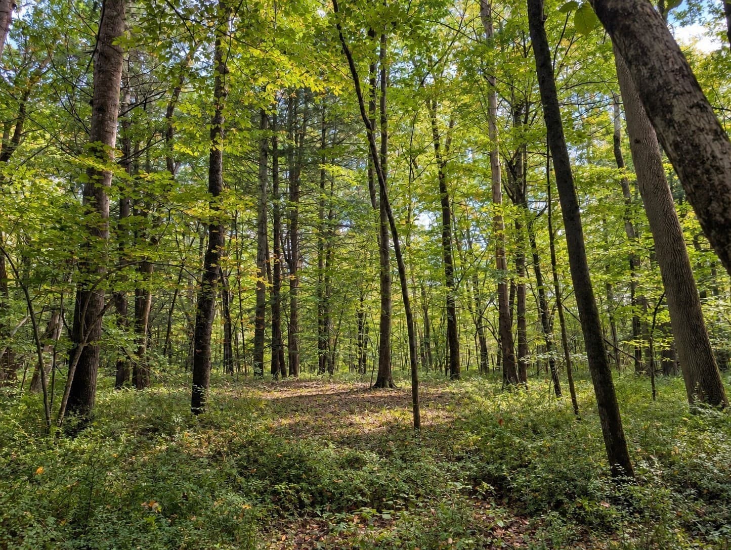 Residential at Lot 3 Ma-41, Richmond MA 01254, Richmond, photo 6 of 7