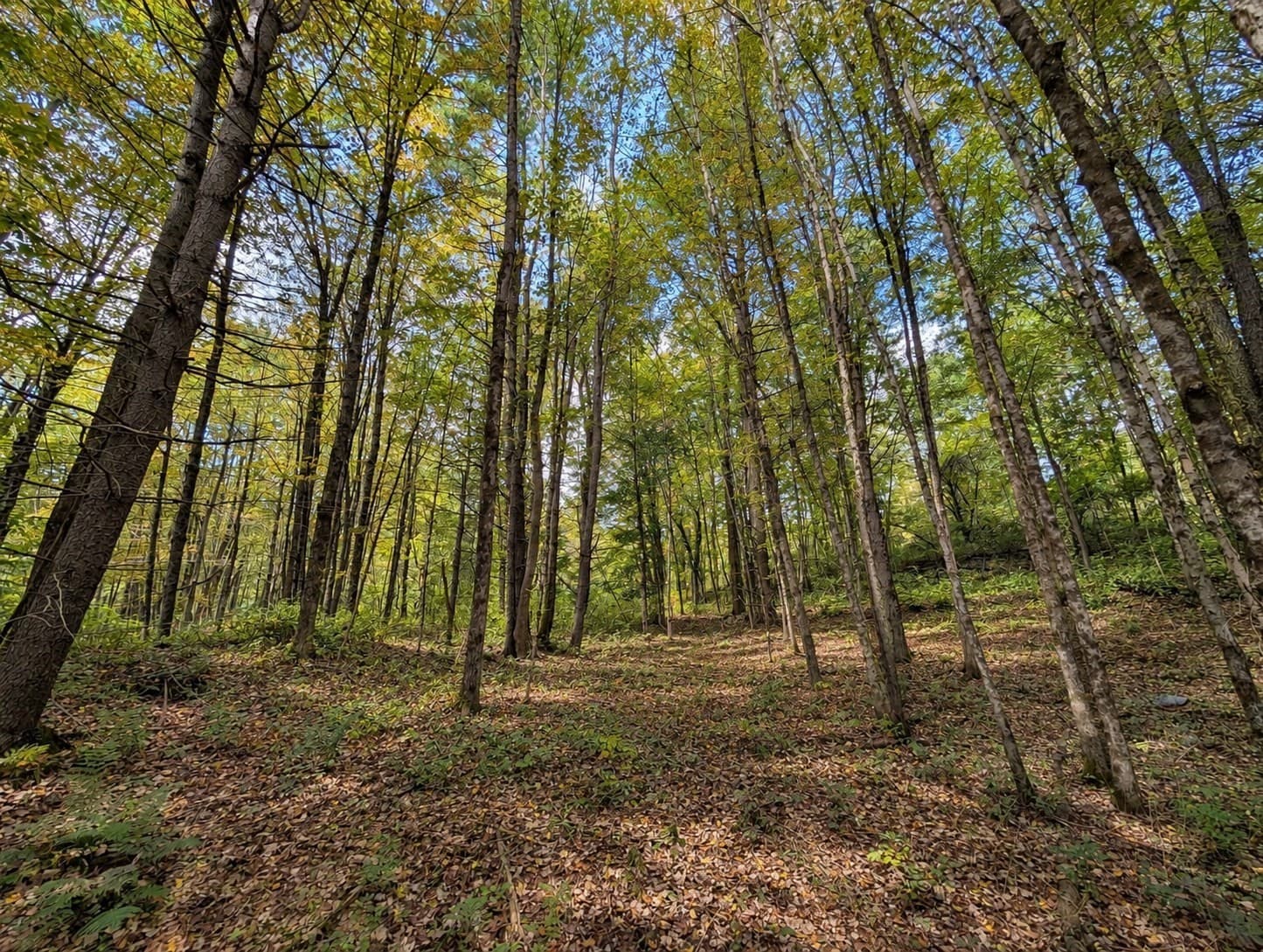 Residential at Lot 3 Ma-41, Richmond MA 01254, Richmond, photo 7 of 7