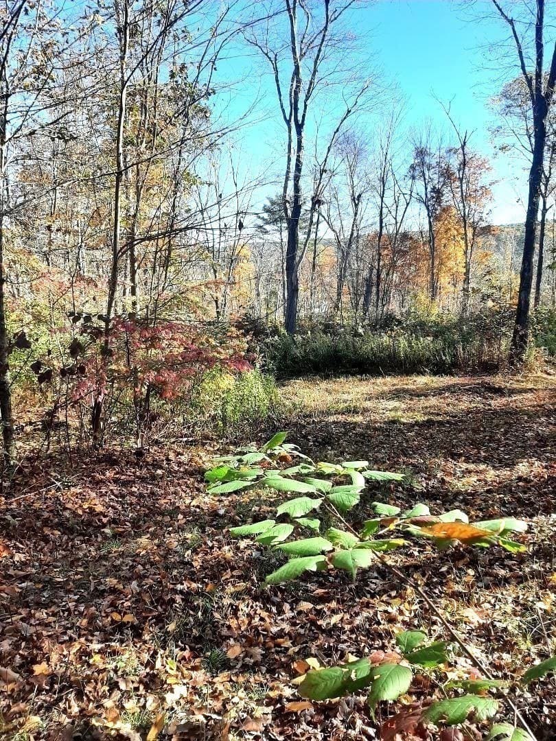 Residential at 0 Brookfield Road, Brimfield MA 01010, photo 6 of 13
