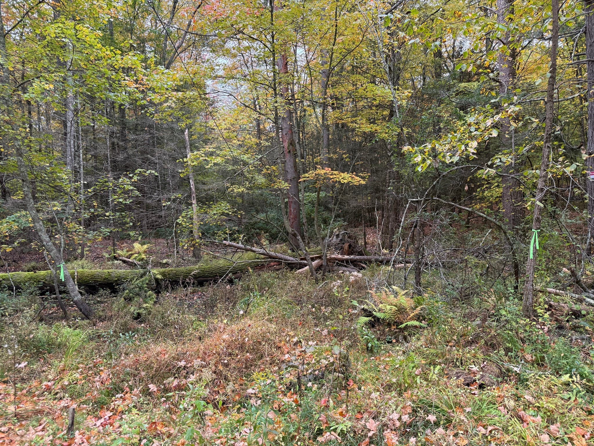 Non-Buildable at 0 Old Stage Rd, Hatfield MA 01038, photo 2 of 3