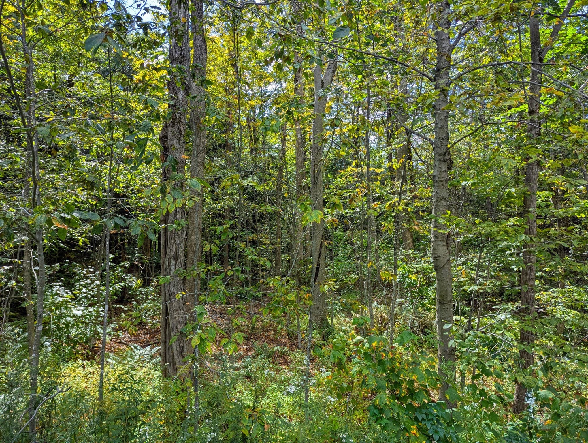 Residential at 0 Skyline Trl, Middlefield MA 01243, photo 6 of 18