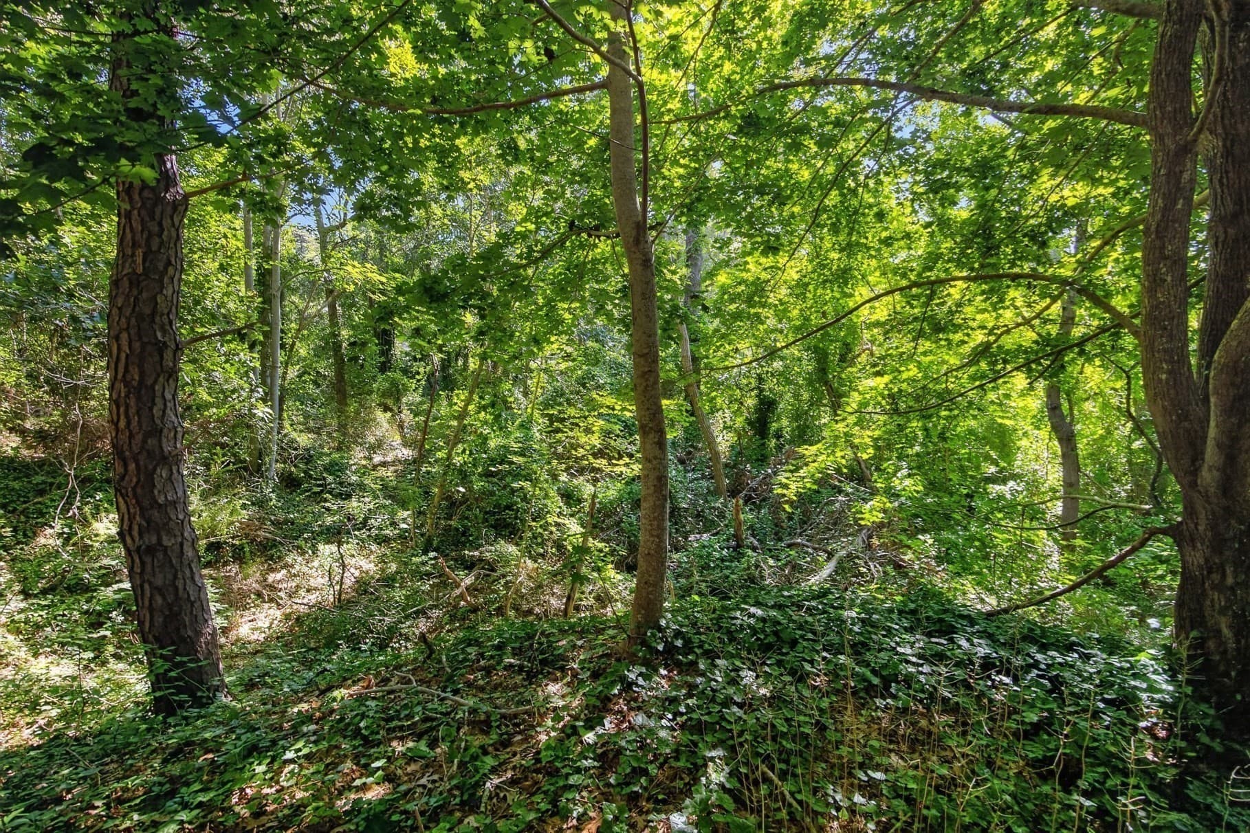 Land at 70 Main Street, Lot 2, Wellfleet MA 02667, photo 11 of 12