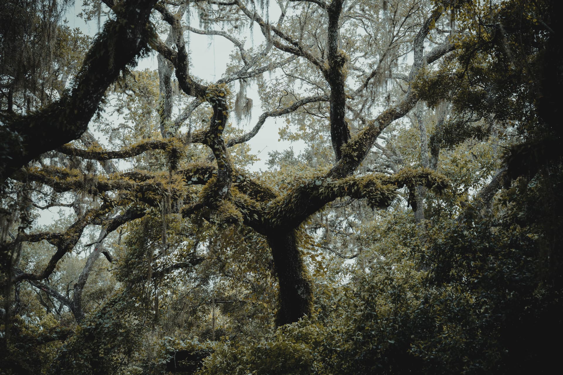 Spring Hill