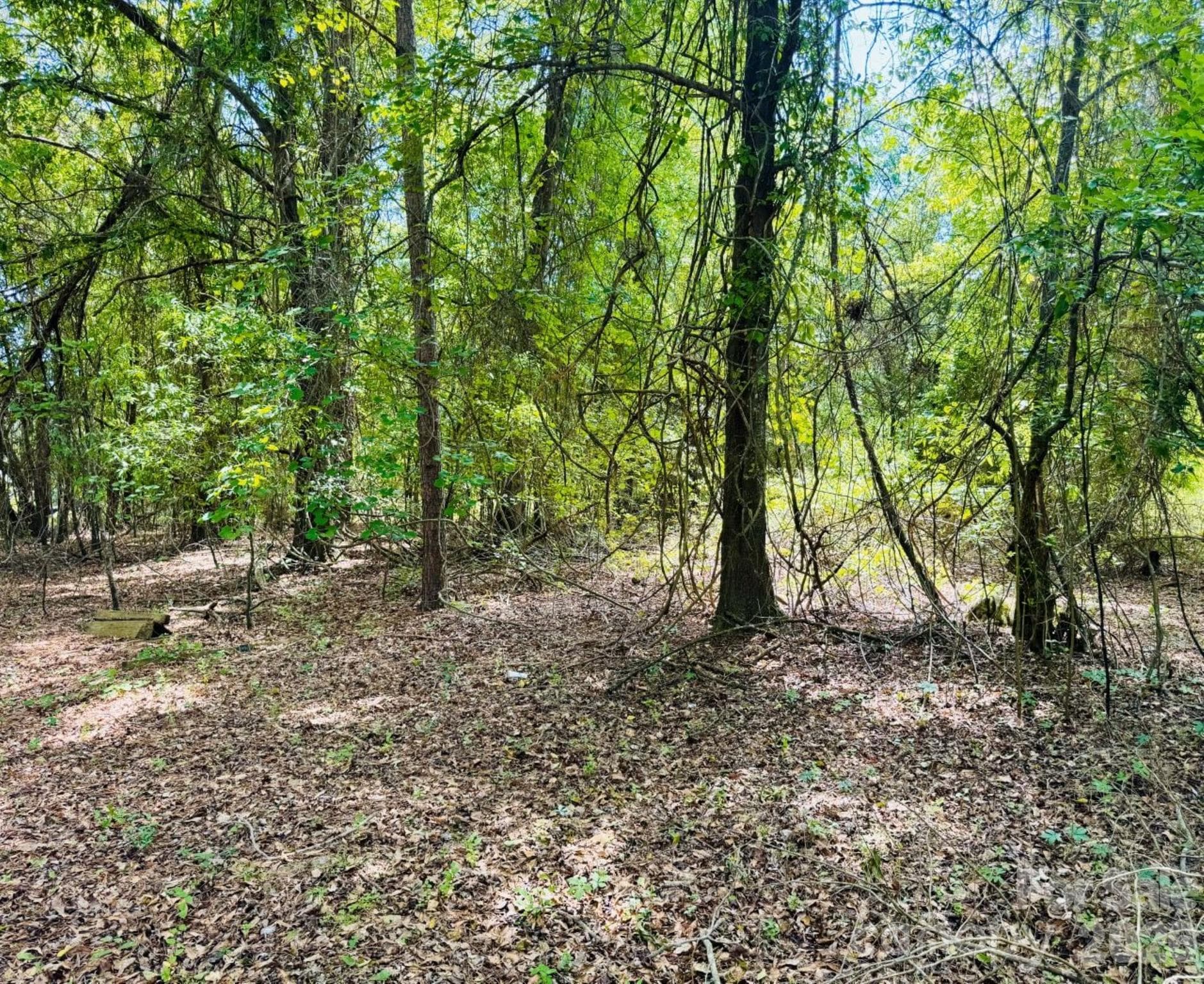 Lot at 385 Elbert Baskins Road, Cheraw, photo 8 of 11