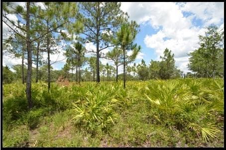 Pine Flatwoods Quail Hunting - 7019 CROOKED CREEK LN, ZOLFO SPRINGS