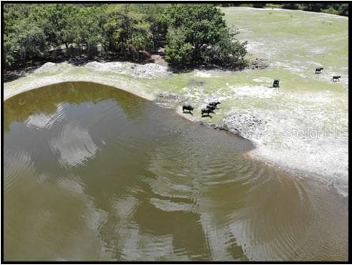 Exotics - 7019 CROOKED CREEK LN, ZOLFO SPRINGS