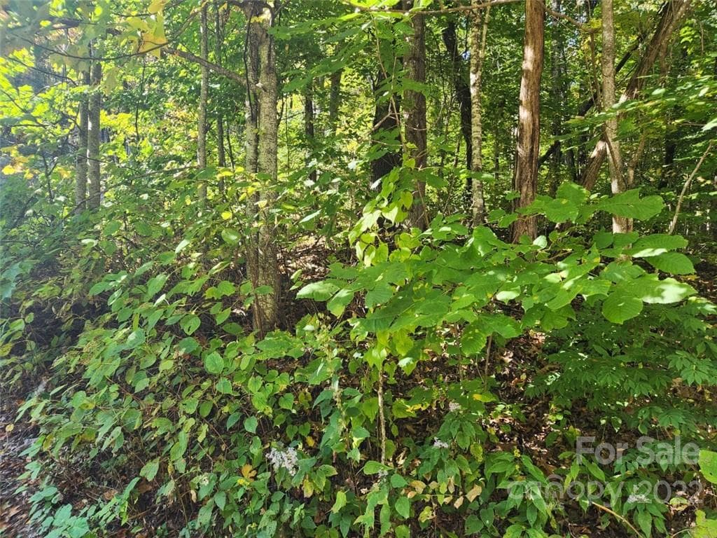 Lot at Waynesville, photo 3 of 5