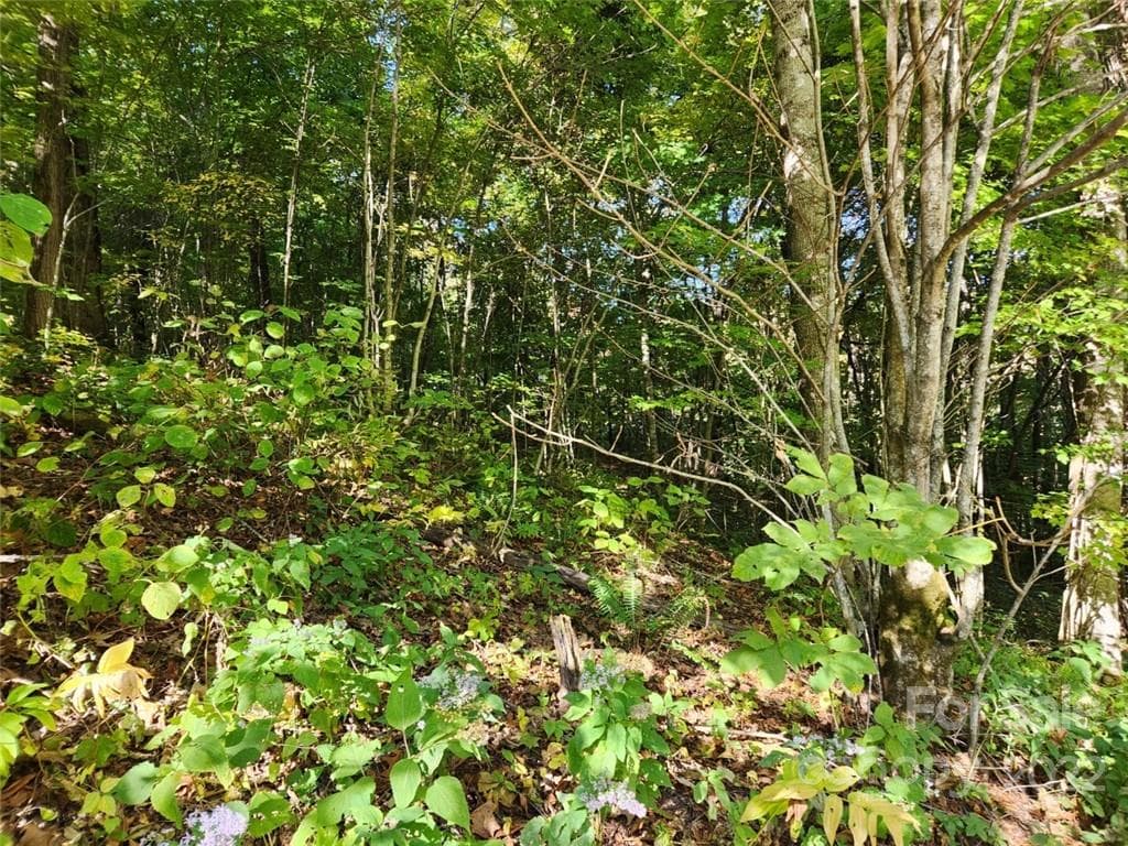 Lot at Waynesville, photo 5 of 5