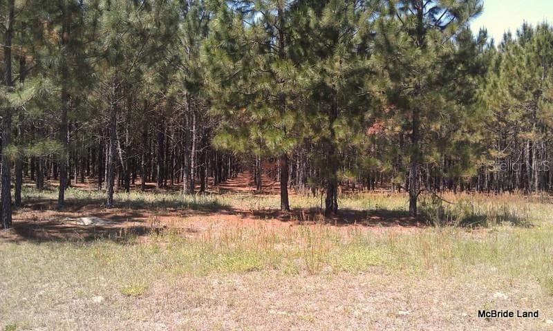 Land at 17001 SW HIGHWAY 484, DUNNELLON, photo 7 of 39