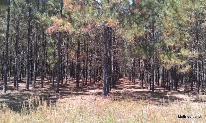 Land at 17001 SW HIGHWAY 484, DUNNELLON, photo 9 of 39