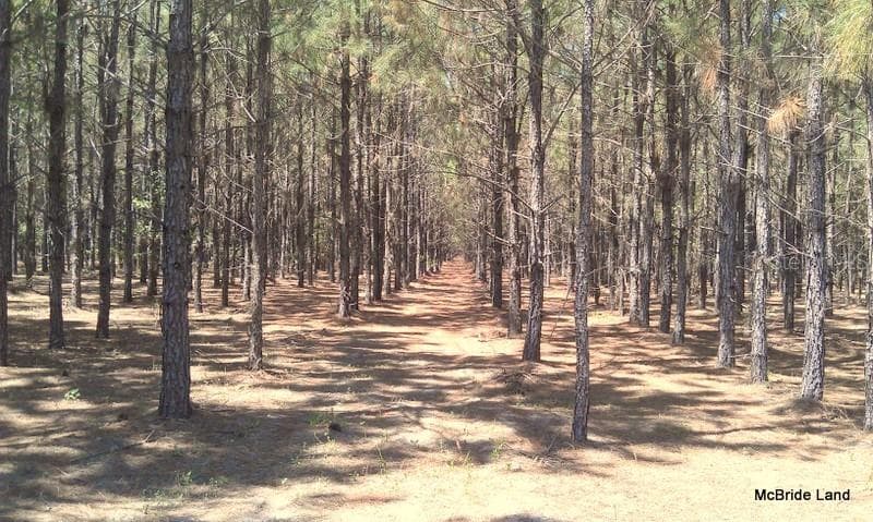 Land at 17001 SW HIGHWAY 484, DUNNELLON, photo 11 of 39