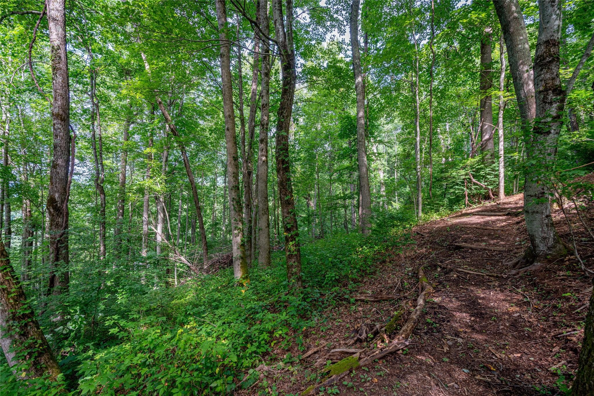 Lot at 8 Resurrection Lane, Sylva, photo 8 of 21