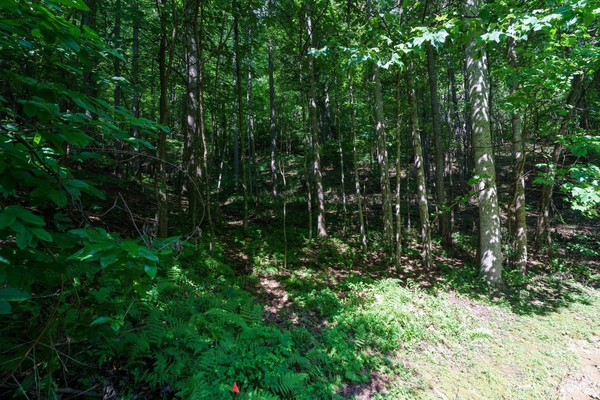 Lot Interior - Arden
