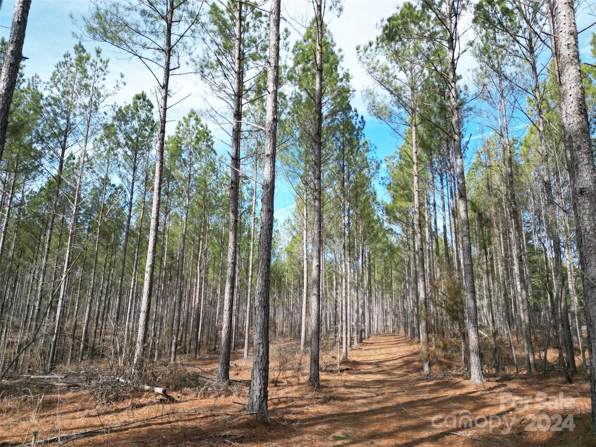 Beautiful Thinned Pines are open and easy to walk through. Having less trees will also make clearing a house site more affordable. - TBD Spencer Pointe Road, Lilesville