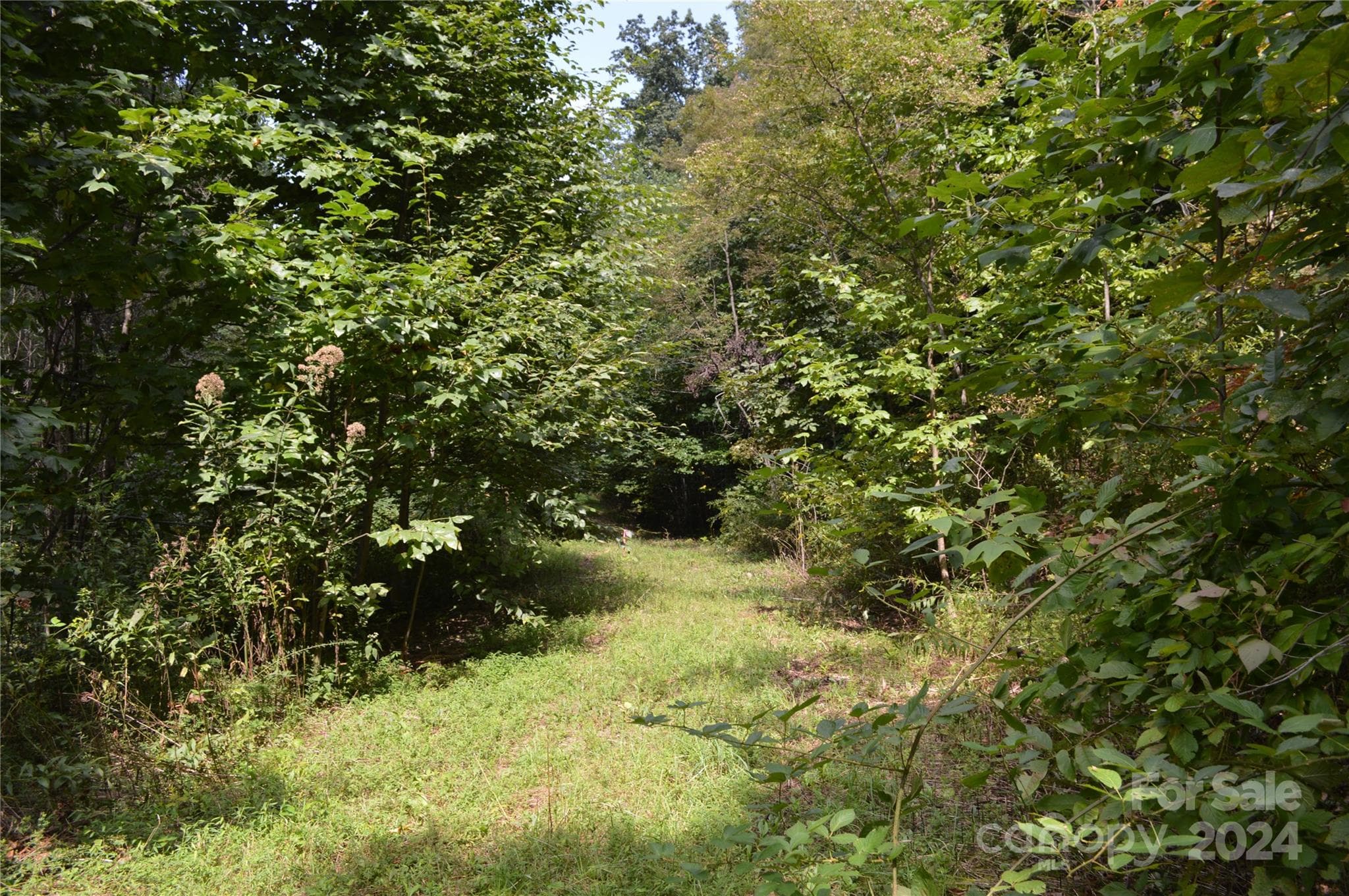 Lot at Black Mountain, photo 3 of 11