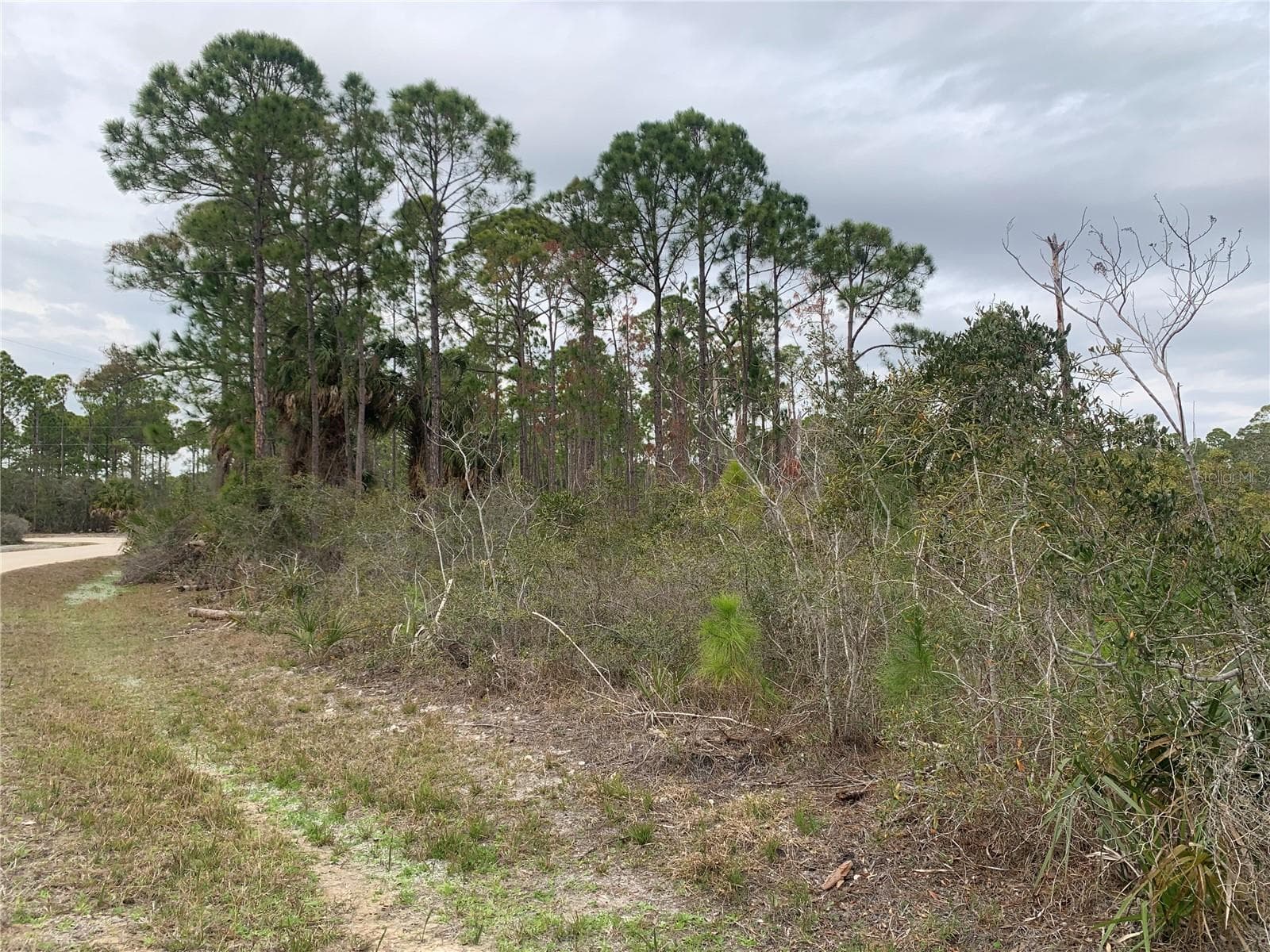 CEDAR KEY PLANTATION