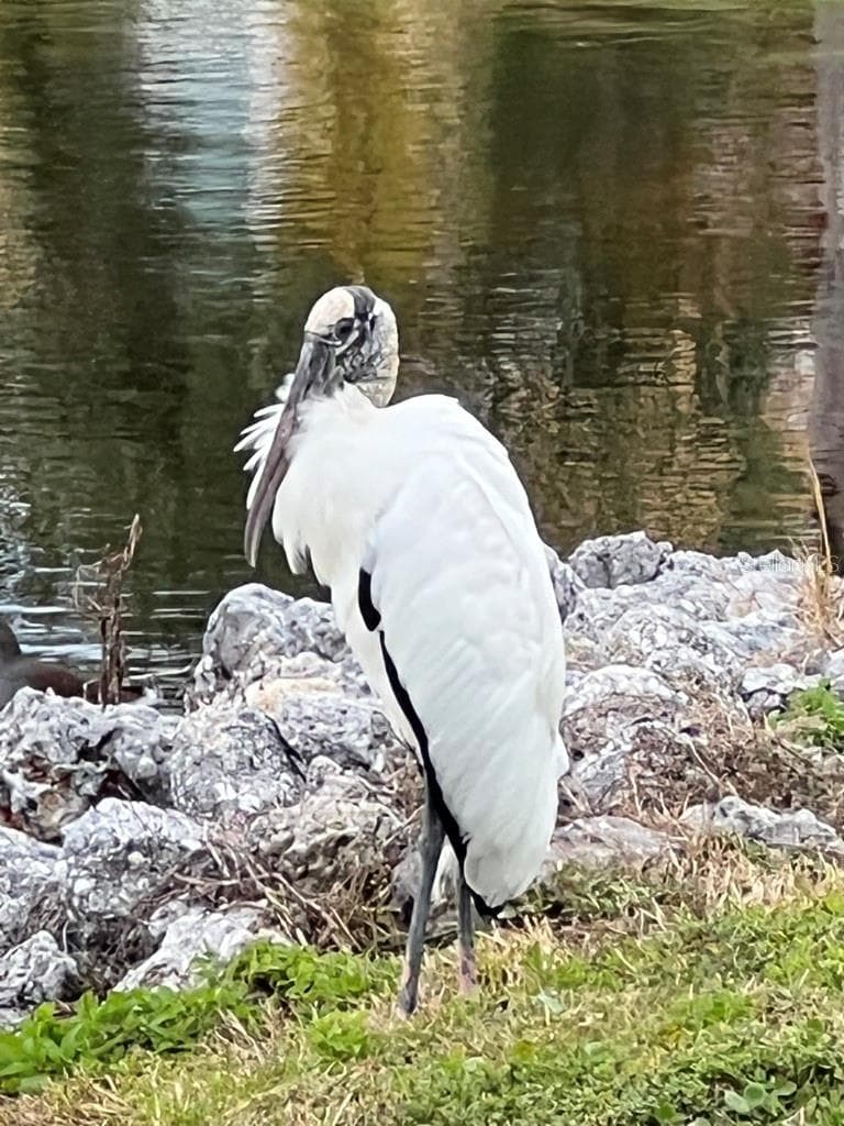 A migrating wood stork enjoying the shores of Marina Bay's lagoons. - 47A BAYVIEW CT S, ST PETERSBURG