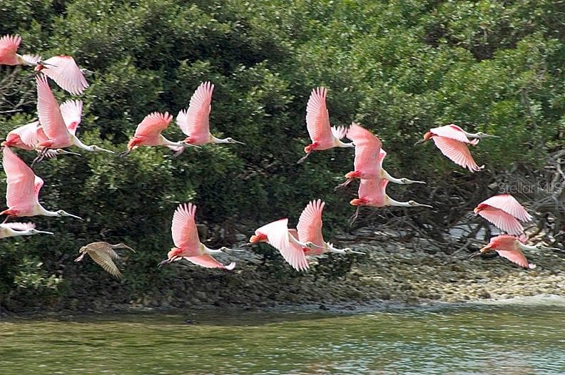 Flock of Roseatte Spoonbills. - 47A BAYVIEW CT S, ST PETERSBURG