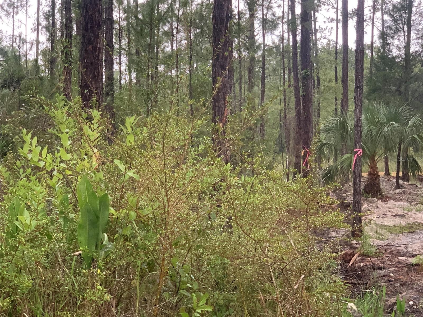 Side of Property - TBD OTTER DR #LOT 44, WEBSTER