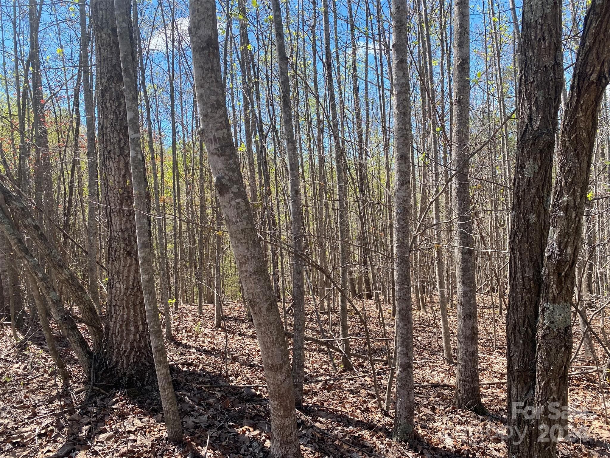 Lot at Nebo, photo 17 of 21
