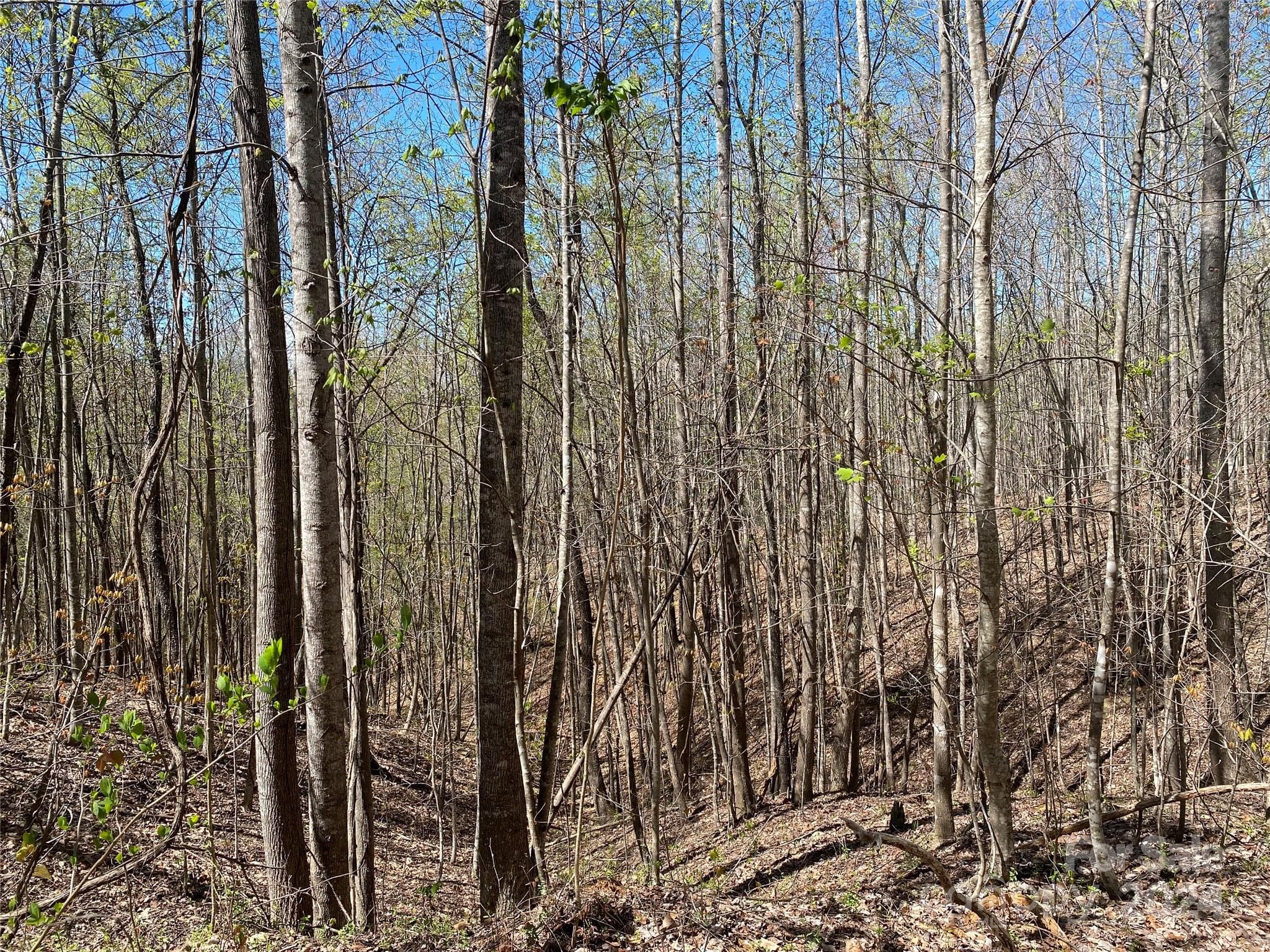 Lot at Nebo, photo 18 of 21