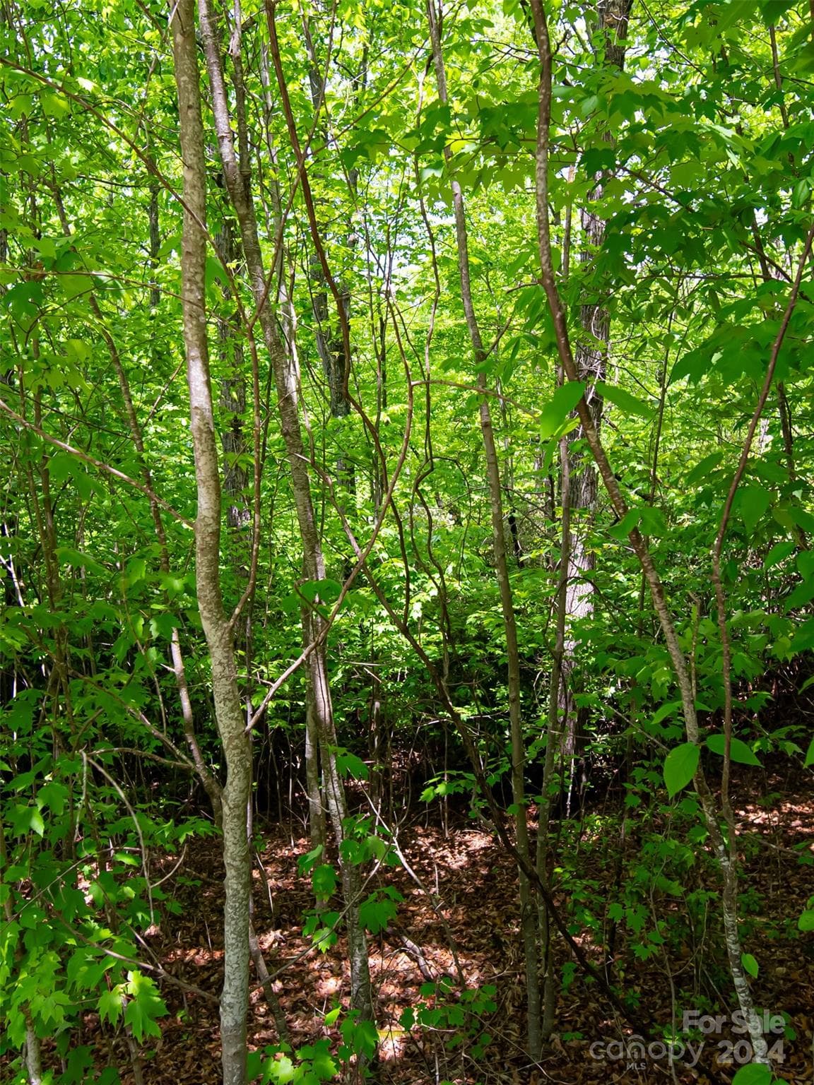 Lot at Hendersonville, photo 7 of 33