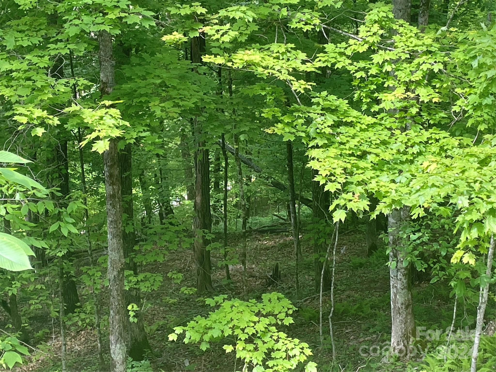 Lot at 000 El Miner Drive, Mars Hill, photo 5 of 22