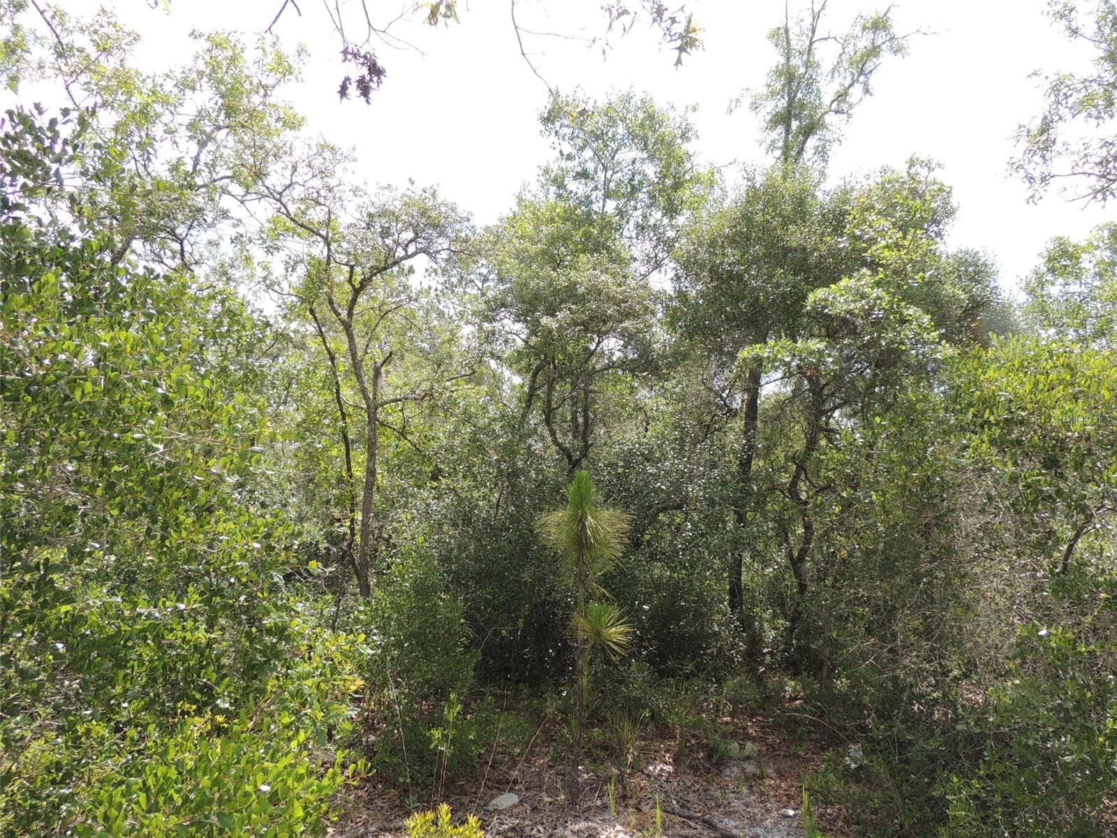 Land at 5551 SW 103RD CT, CEDAR KEY, photo 3 of 7