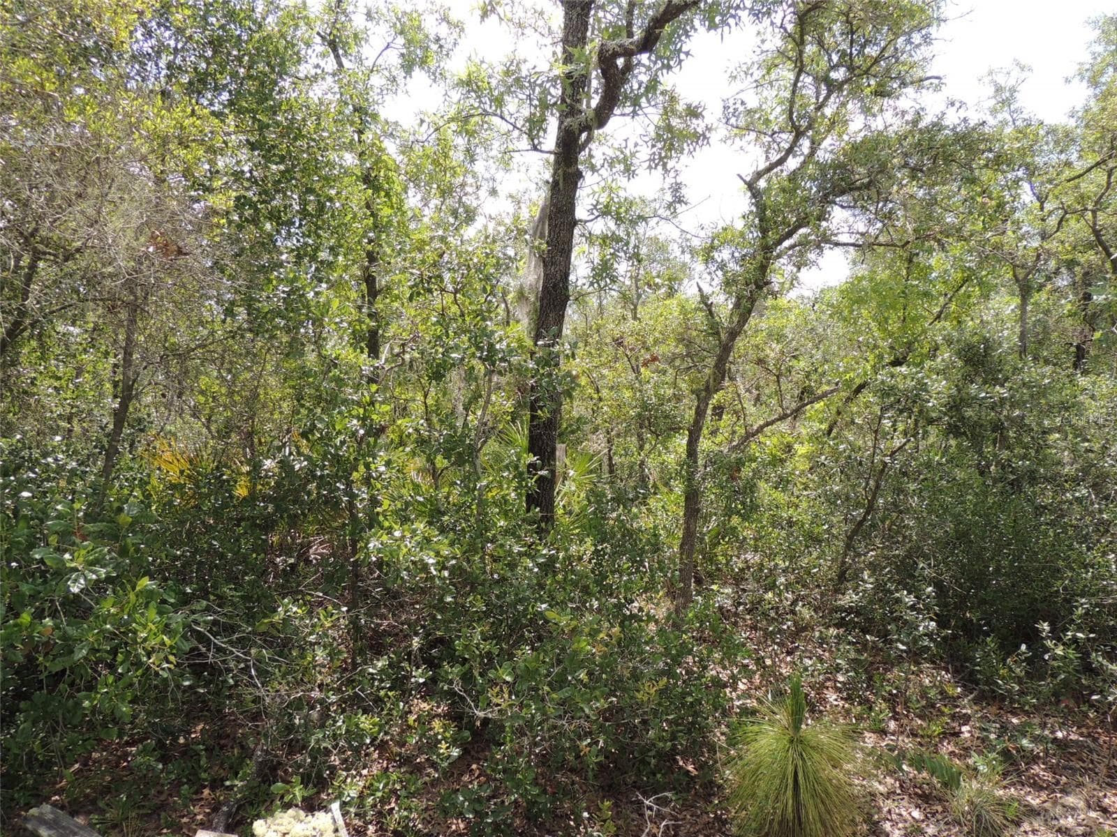 Land at 5551 SW 103RD CT, CEDAR KEY, photo 5 of 7