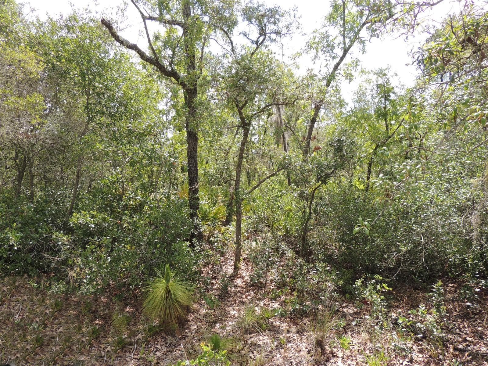 Land at 5551 SW 103RD CT, CEDAR KEY, photo 6 of 7