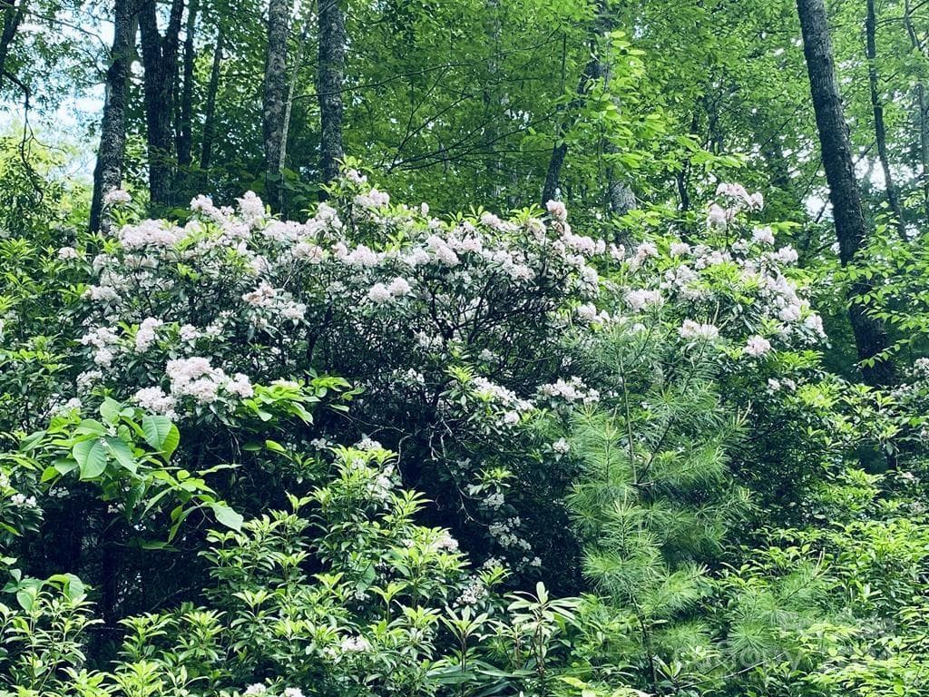 Lot at 34 Grouse Haven Lane, Sylva, photo 13 of 32