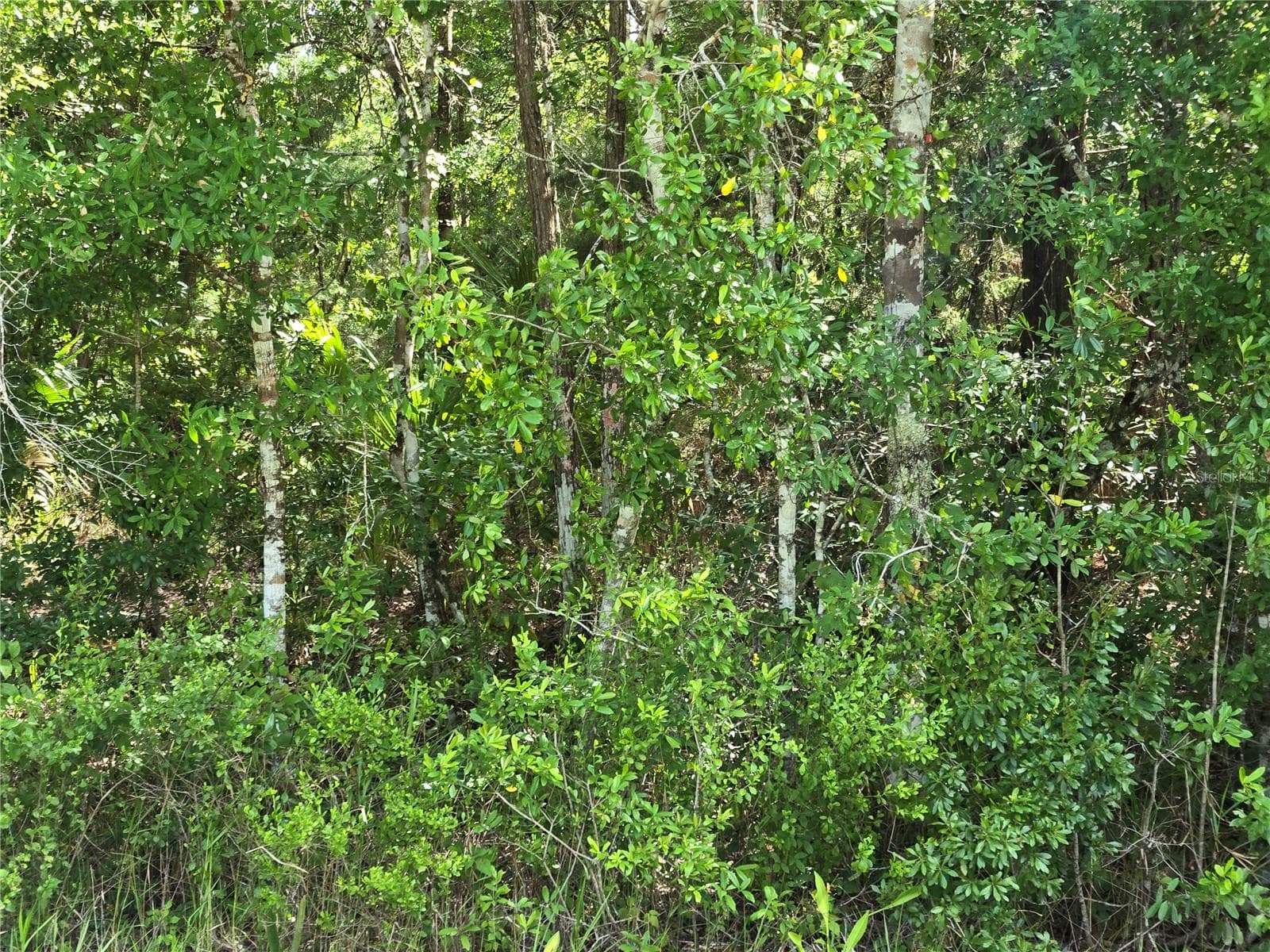 Land at 1925 CR-13, BUNNELL, photo 8 of 8