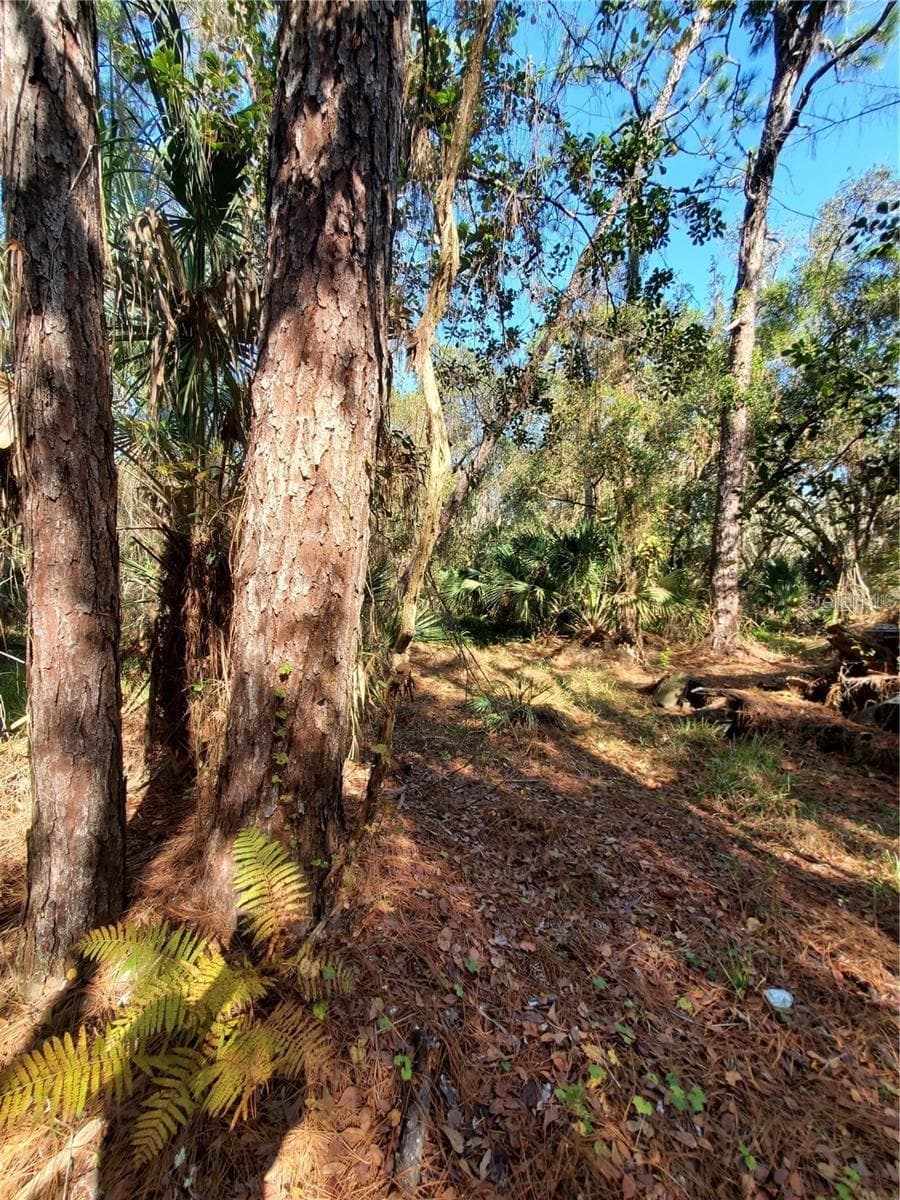 Land at 8738 LINDY LN, NEW PORT RICHEY, photo 6 of 12