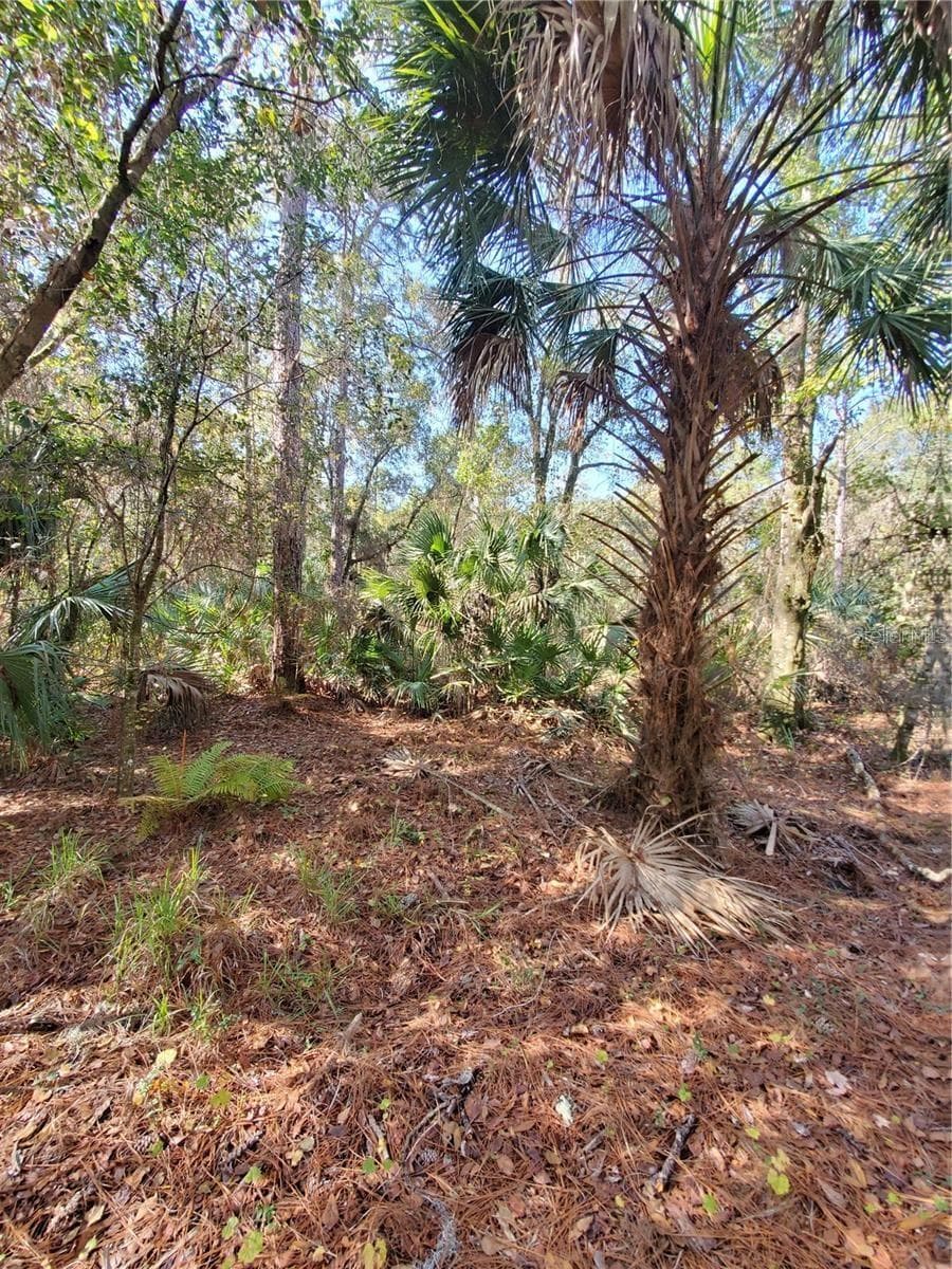 Land at 8738 LINDY LN, NEW PORT RICHEY, photo 9 of 12