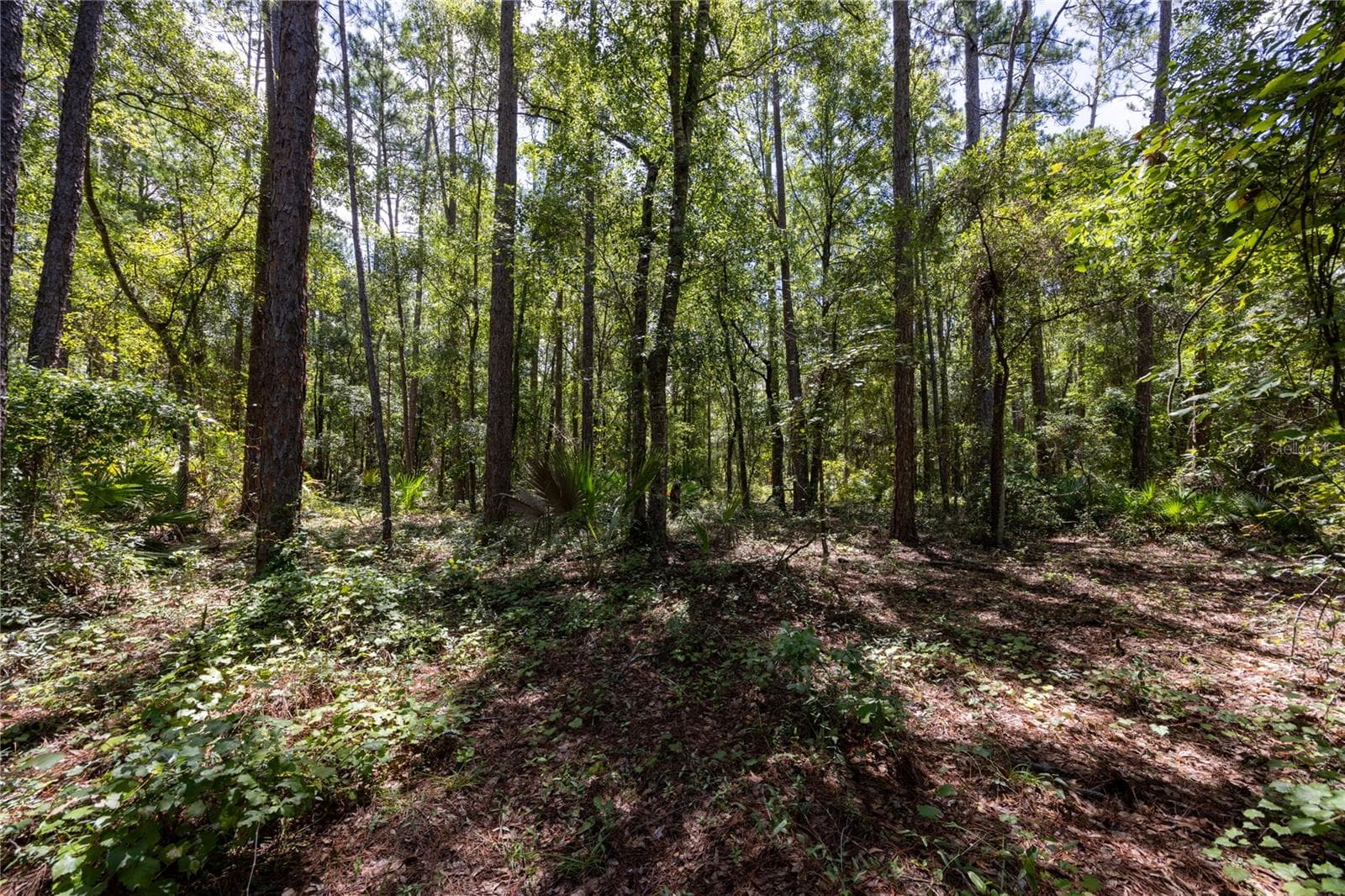 Land at 0 SE HAWTHORNE RD, HAWTHORNE, photo 6 of 23