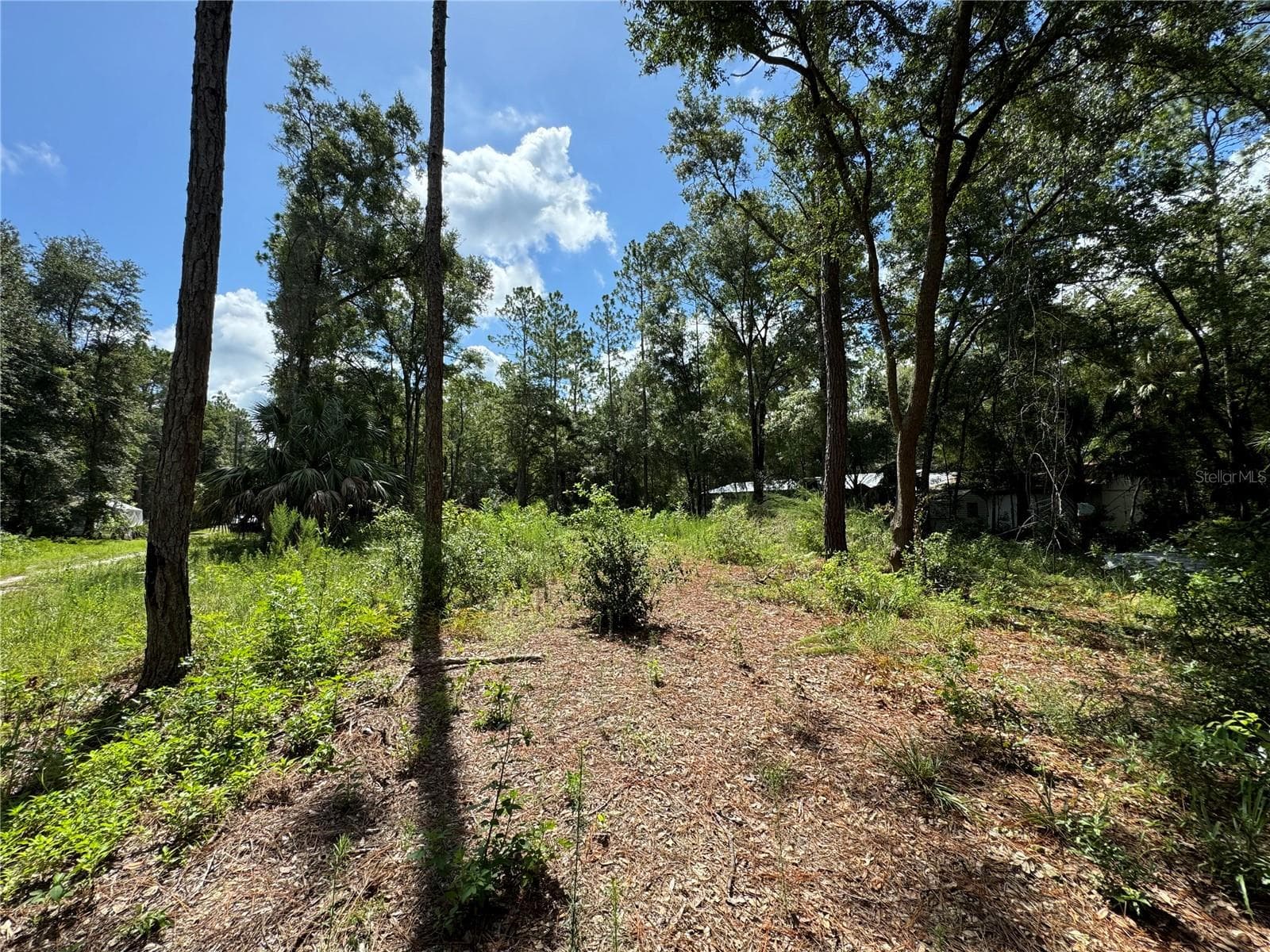 This is back side of property just off NW 58th Place looking towards front - NW 58TH PL, CHIEFLAND