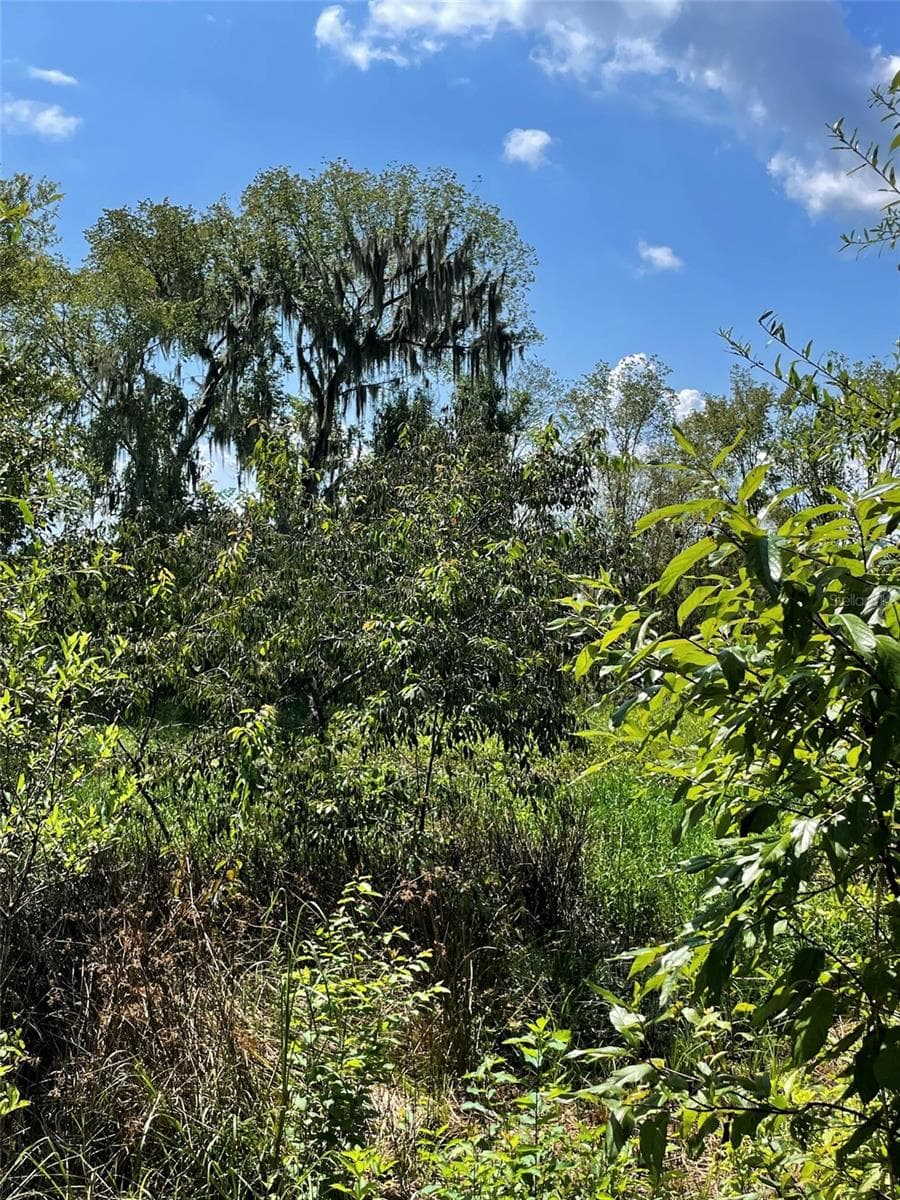 Live Oak - Land, MORRISTON