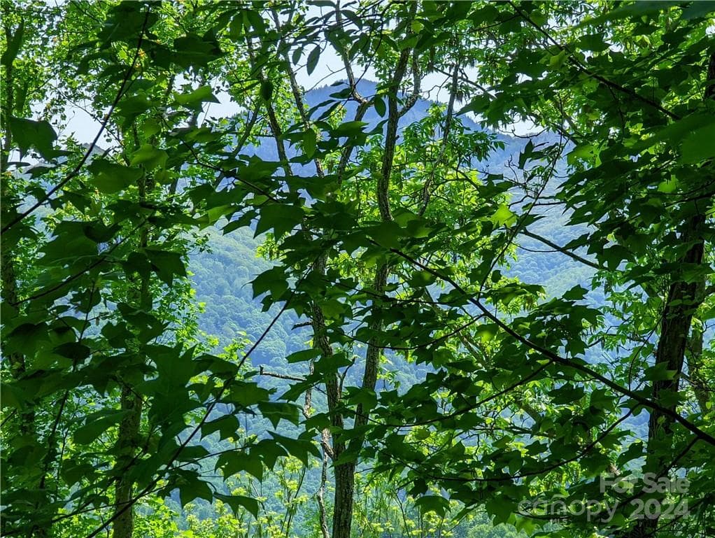 Can you see it?? - Maggie Valley