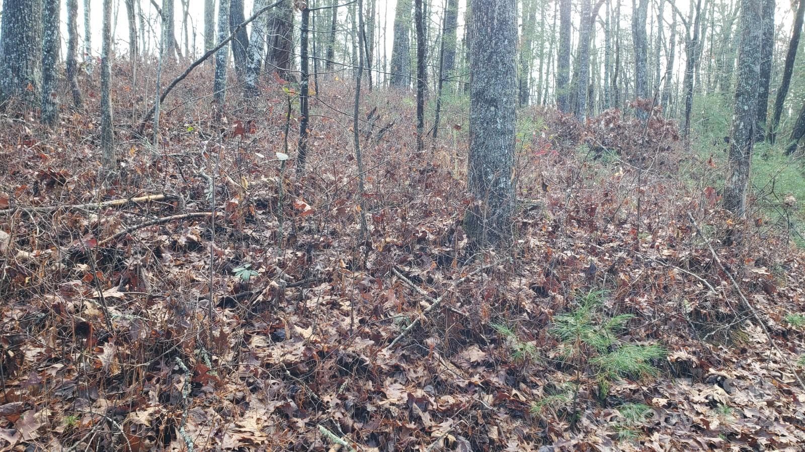 Acreage at TBD Cedar Lane, Brevard, photo 5 of 11