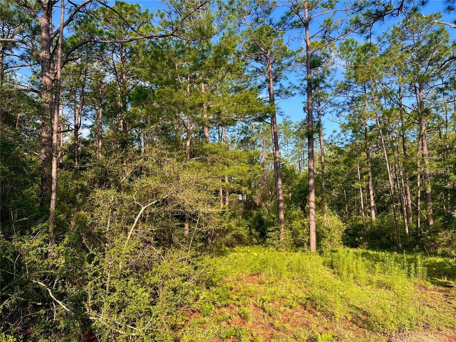 Land at PINETREE LN, DEFUNIAK SPRINGS, photo 11 of 40