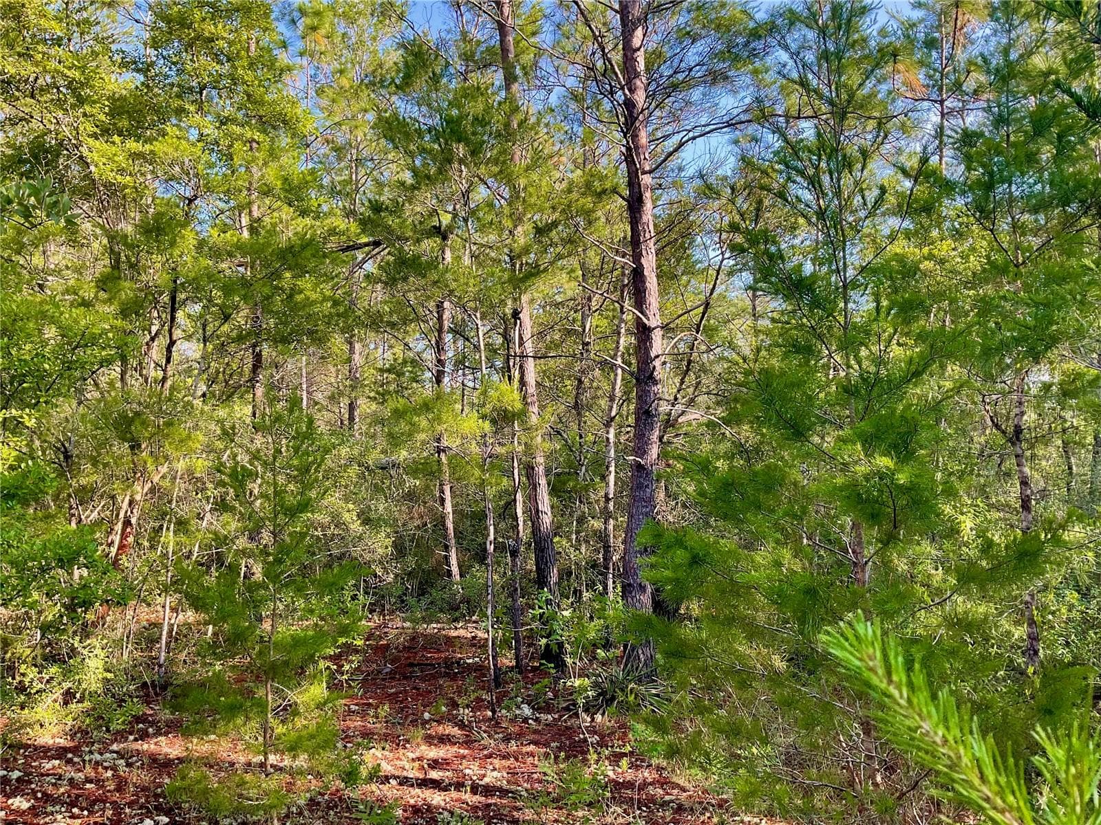 Land at PINETREE LN, DEFUNIAK SPRINGS, photo 13 of 40