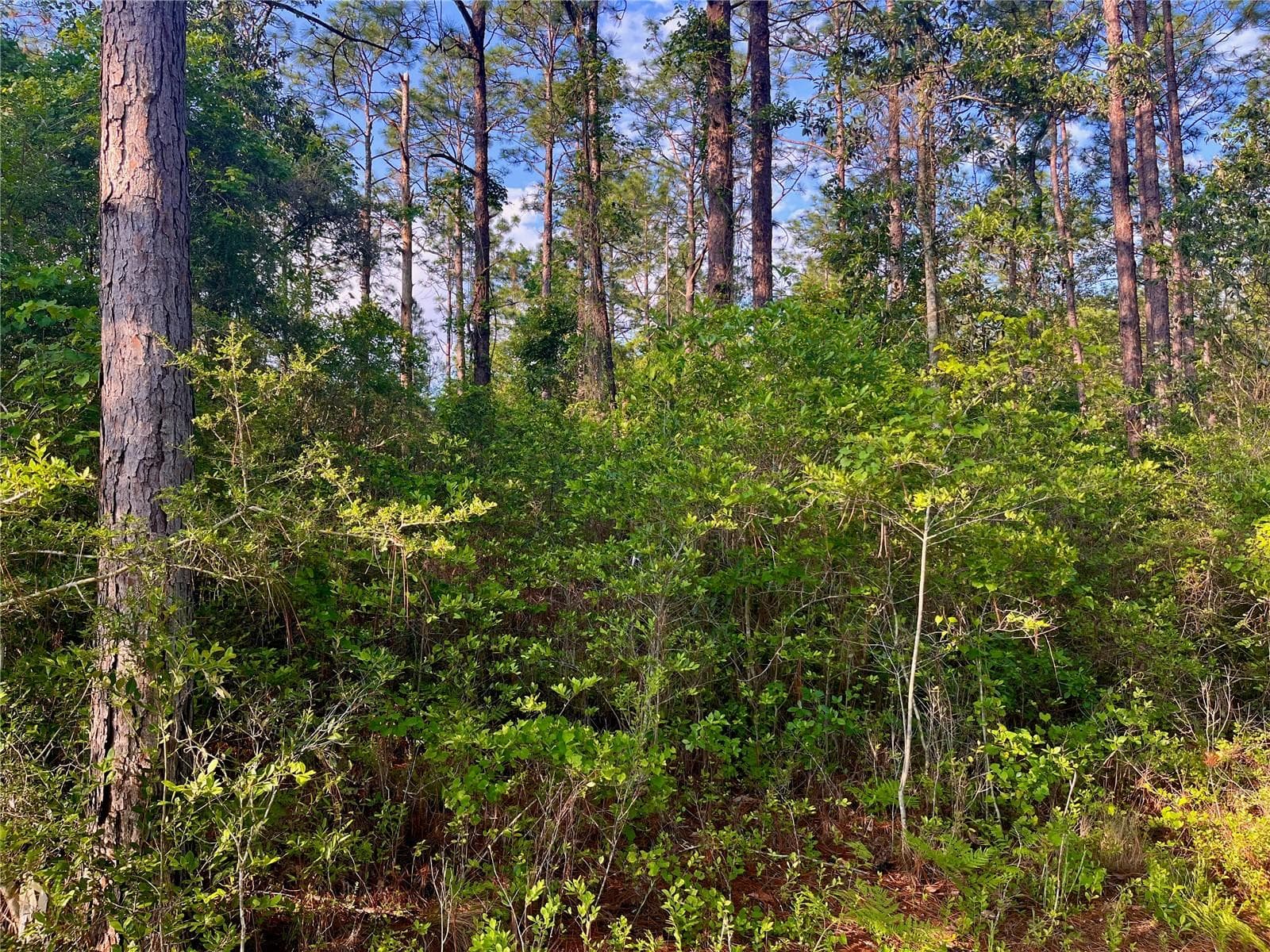 Land at PINETREE LN, DEFUNIAK SPRINGS, photo 33 of 40