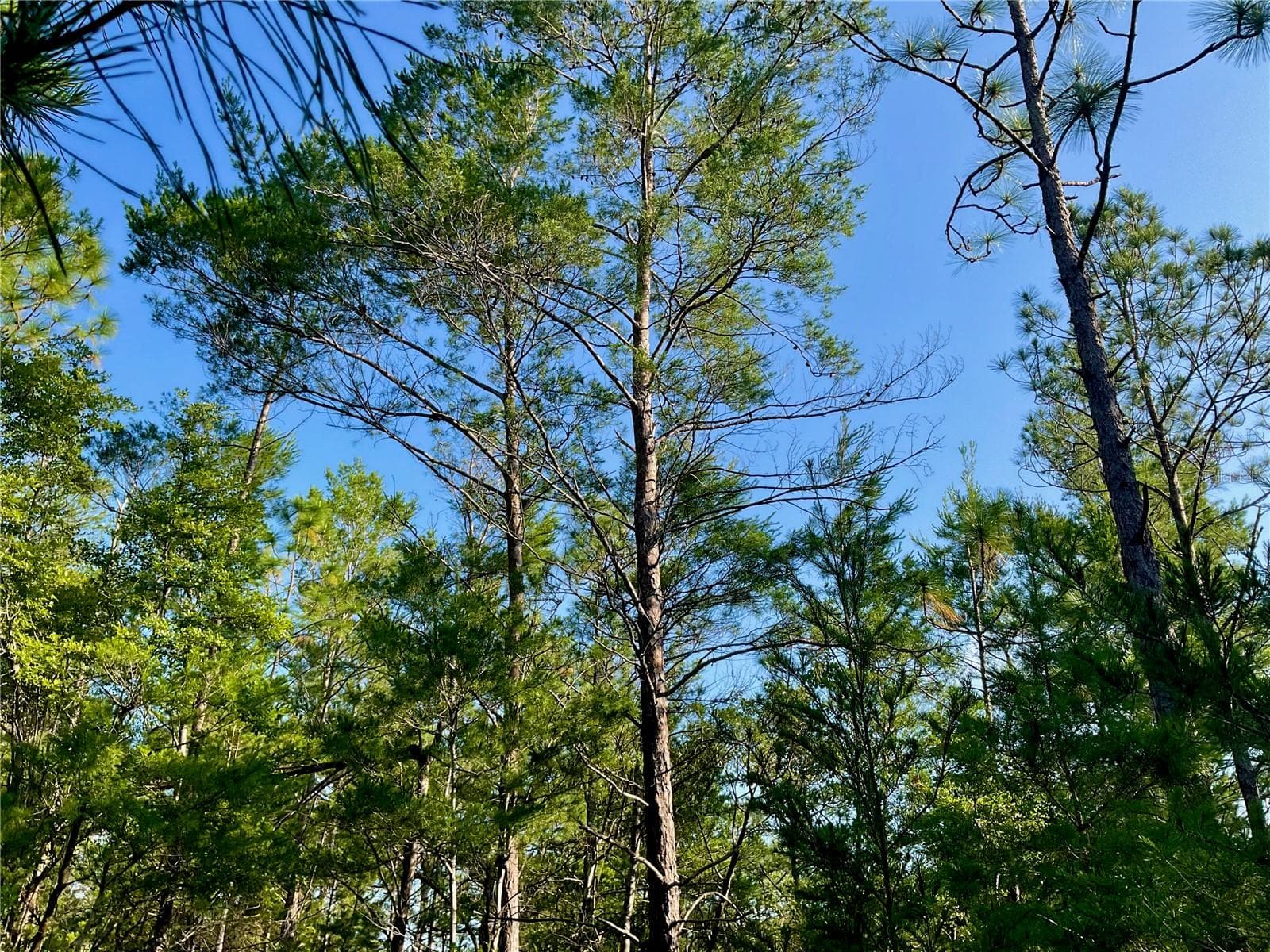 Land at PINETREE LN, DEFUNIAK SPRINGS, photo 35 of 40