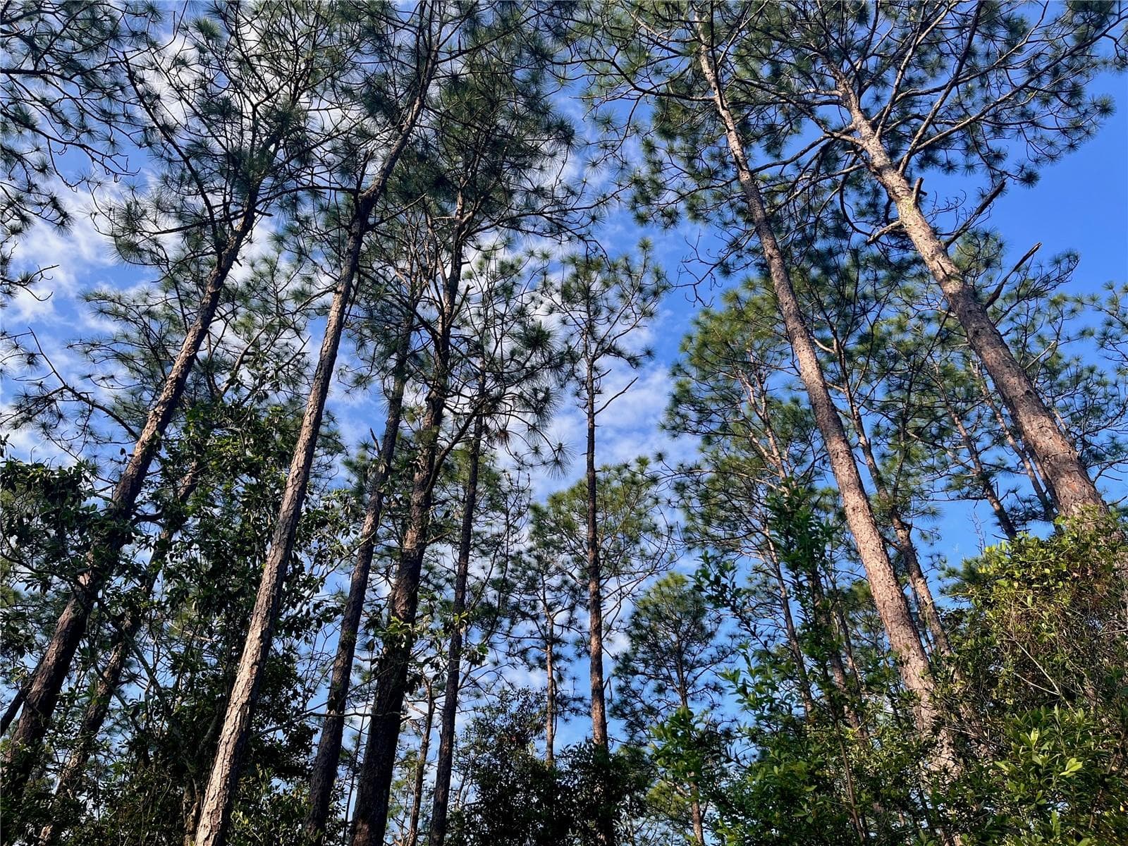 Land at PINETREE LN, DEFUNIAK SPRINGS, photo 36 of 40