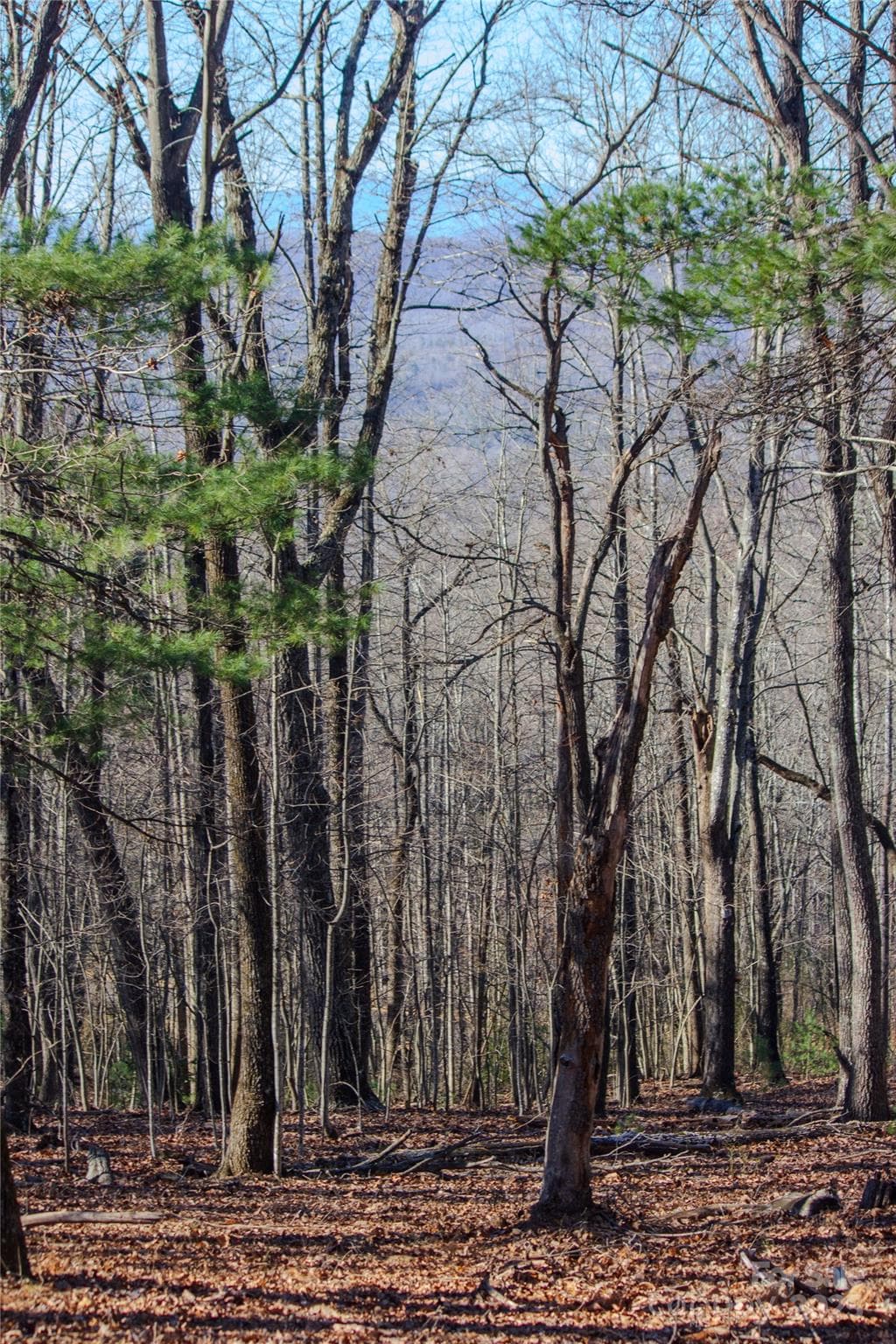 Grandfather Mtn View from Lot - Lenoir