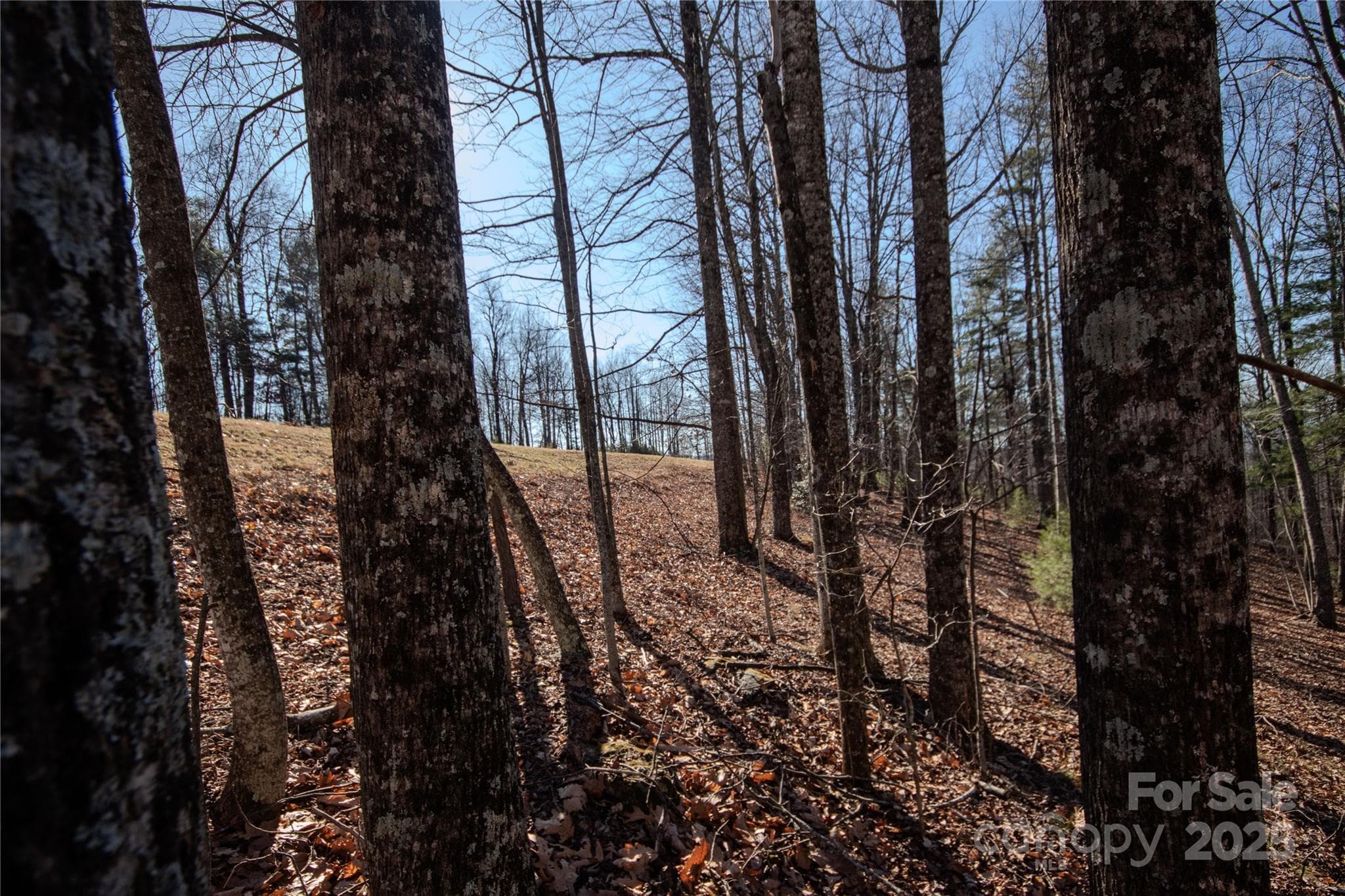 Lot at Lenoir, photo 5 of 11